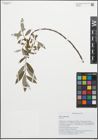 Foto von Salix alba L.
